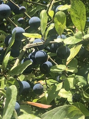 Prunus spinosa