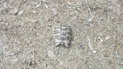 Testudo graeca ibera