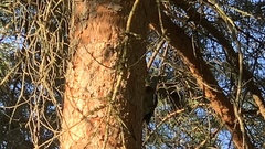 Sphyrapicus ruber