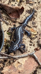 Ambystoma