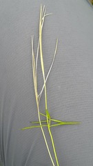 Epilobium palustre