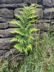 Dryopteris dilatata