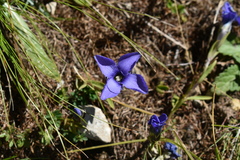 Gentianopsis ciliata