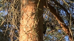 Sphyrapicus ruber