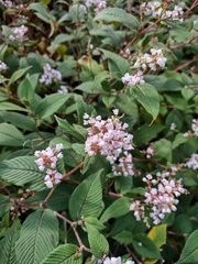 Koenigia campanulata