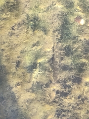 Neogobius melanostomus