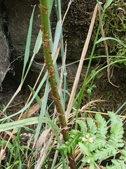 Dryopteris dilatata