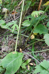 Ranunculus