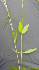 Epilobium palustre