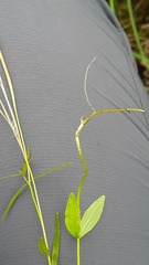 Epilobium palustre