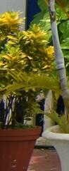 Codiaeum variegatum