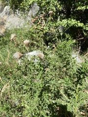 Cirsium