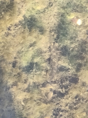 Neogobius melanostomus