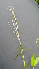 Epilobium palustre
