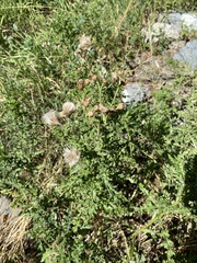 Cirsium