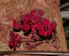 Theobroma velutinum