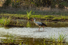 Ciconia ciconia