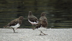 Arenaria melanocephala