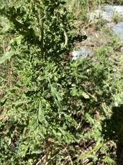 Cirsium