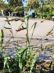 Echinochloa crus-galli