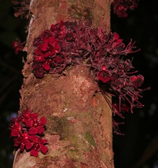 Theobroma velutinum