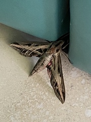 Eumorpha fasciatus