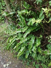 Asplenium scolopendrium