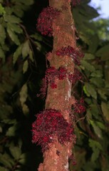 Theobroma velutinum
