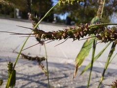 Echinochloa crus-galli