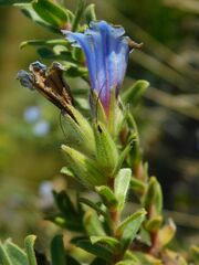 Lobostemon fruticosus