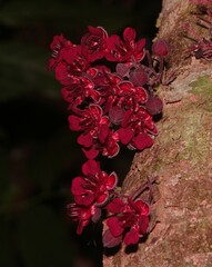 Theobroma velutinum