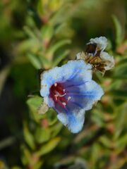 Lobostemon fruticosus