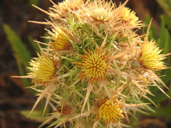 Carlina graeca