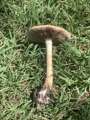 Agrocybe