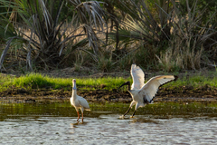Threskiornis aethiopicus