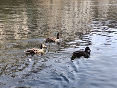 Anas platyrhynchos