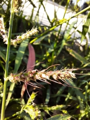 Echinochloa crus-galli