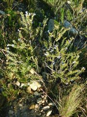 Lobostemon fruticosus