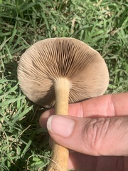 Agrocybe