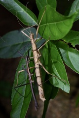 Neohirasea hongkongensis