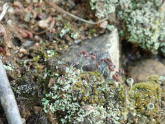 Cladonia cariosa
