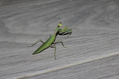 Hierodula transcaucasica