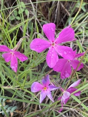 Phlox nana