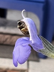 Halictus tripartitus