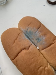 Penicillium
