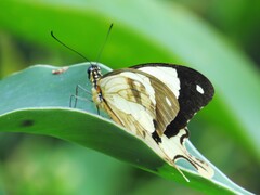 Papilio dardanus cenea