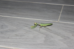 Hierodula transcaucasica