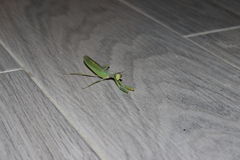 Hierodula transcaucasica