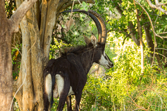 Hippotragus niger niger