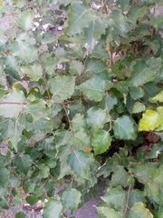 Betula pubescens